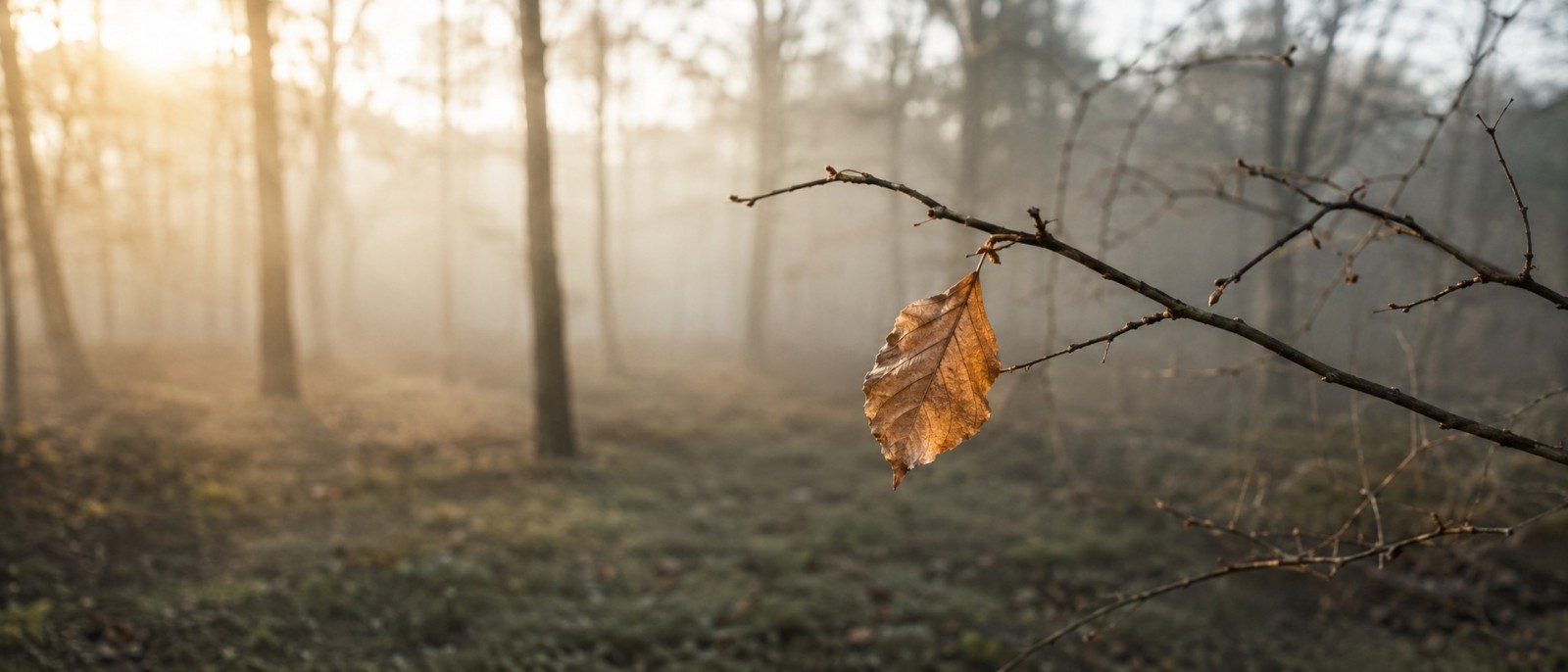 Ein einzelnes Blatt an einem kahlen Zweig vor dunklem Hintergrund, Bewegung im Wind nur angedeutet.